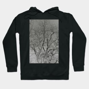 For The Love Of Trees - 2 - Monochrome © Hoodie